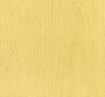 White Beech